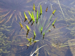 Stratiotes aloides - Krebsschere